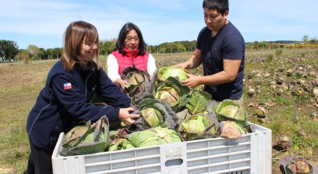 Familia Mapuche productora de repollos ingresa como proveedora del programa de alimentación escolar