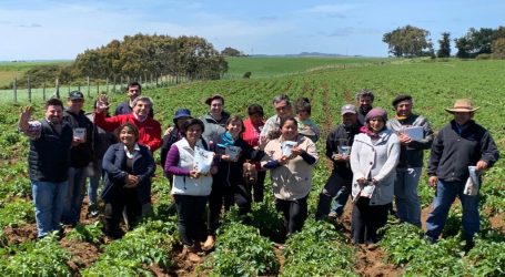 Pequeños productores de papa nativa serán proveedores de  empresa productora de snacks