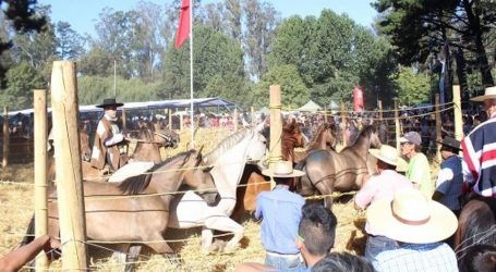 Este fin de semana se realizará la XVIII versión de la Muestra Costumbrista y Trilla a Yegua Suelta en Lautaro